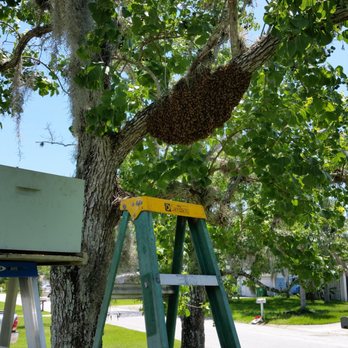 CL Best Honey Bees - Pest Control Services in Rockledge, FL