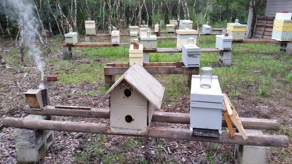 CL Best Honey Bees - Pest Control Services in Rockledge, FL