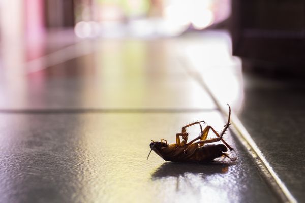 Trapline Pest Solutions: Your Trusted Pest Control in Orlando, FL