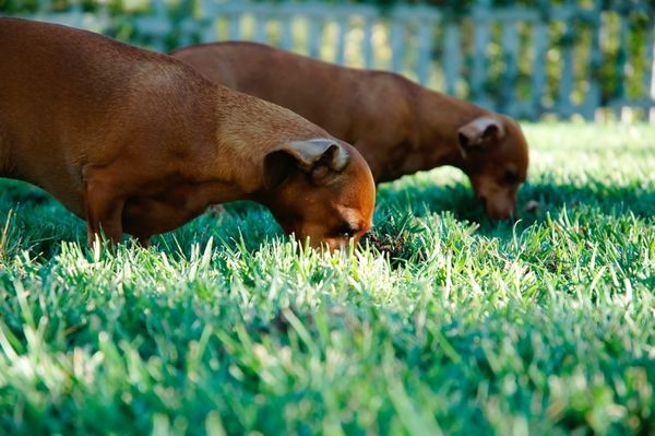 Green Pest Services - Reliable Pest Control in Port Saint Lucie, FL