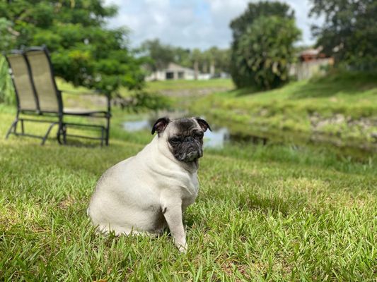 Green Pest Services - Reliable Pest Control in Port Saint Lucie, FL