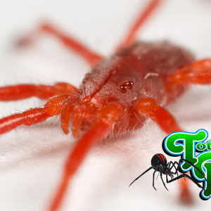 Rapid Response Pest Management - Efficient Pest Control Services in Kissimmee, FL