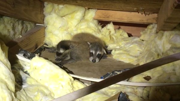 Dr Critter - Pest Control and Wildlife Removal in Sanford, FL