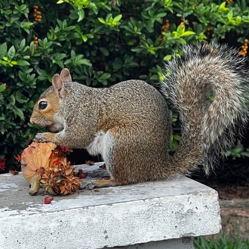 Dr Critter - Pest Control and Wildlife Removal in Sanford, FL