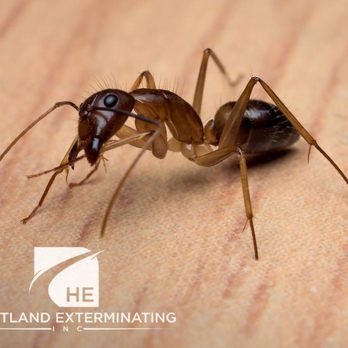 Heartland Exterminating - Pest Control and Lawn Services