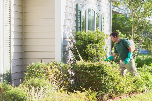 Bug Assassin Pest Management - Your Ultimate Solution for Pest Control in Sebastian, FL