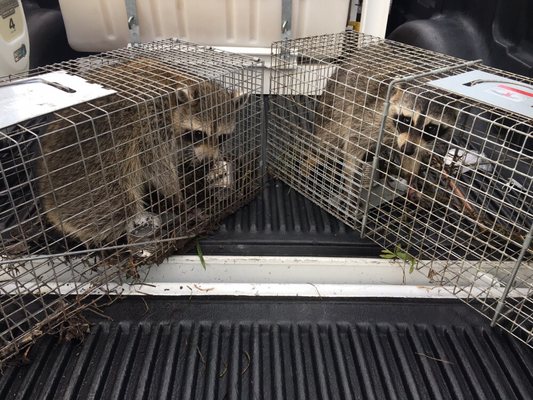 On the Fly Pest Solutions: Reliable Pest Control in Apopka, FL