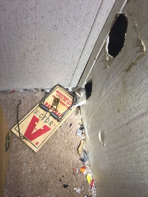 On the Fly Pest Solutions: Reliable Pest Control in Apopka, FL